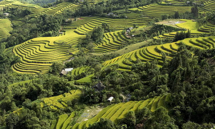 Ha Giang Tour to Hoang Su Phi Vietnam