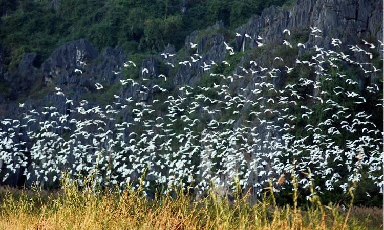 Van Long Nature Reserve - thousands of white storks flying