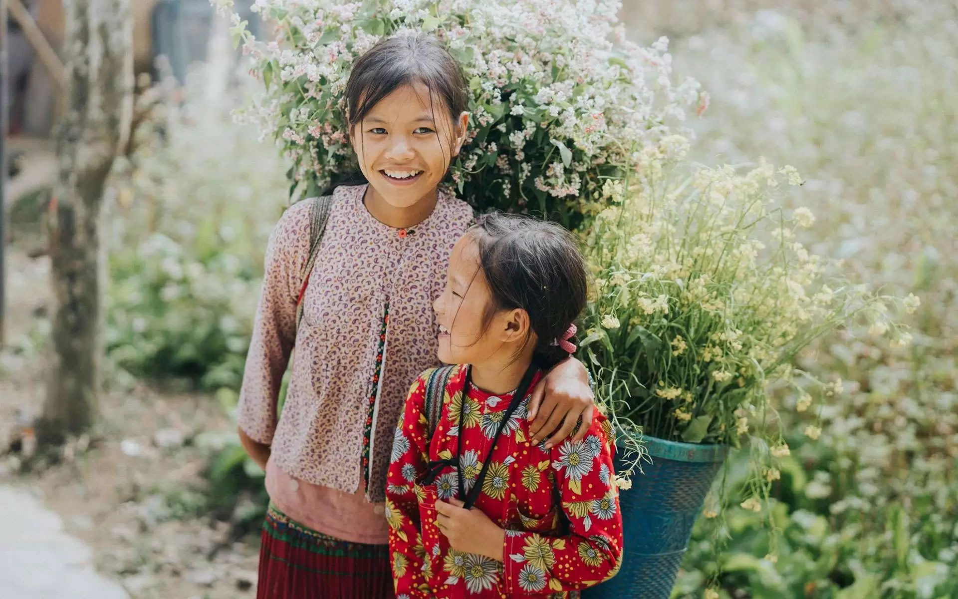 buckwheat flower in Ha Giang