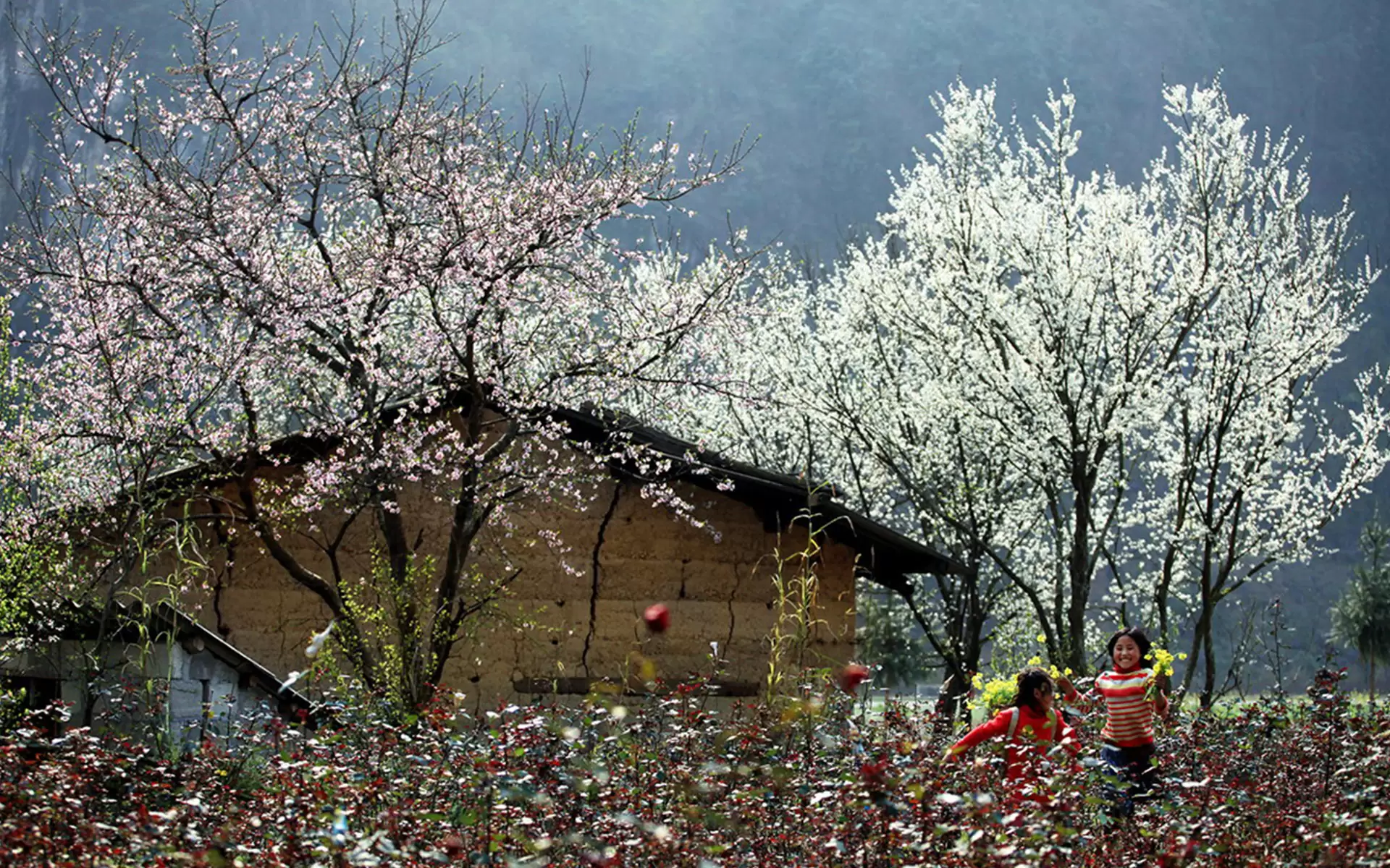 The beauty of Ha Giang in the colors of plum and apricot blossoms
