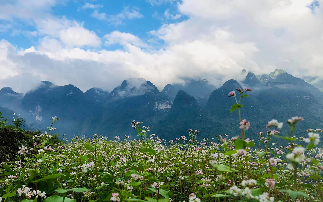Buckwheat flowers brilliantly bloom covering Sung La Valley in late October - November