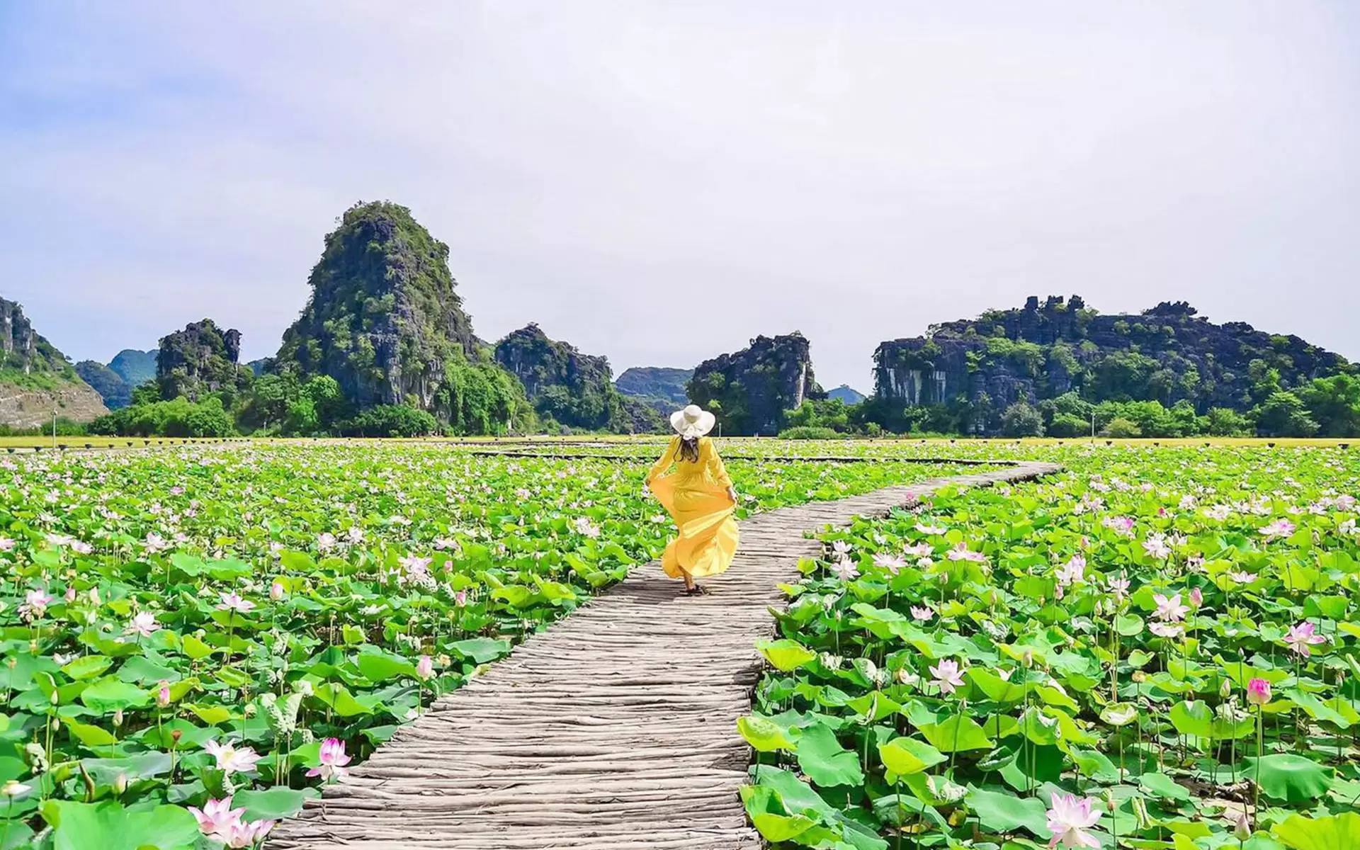 A lotus flower pond