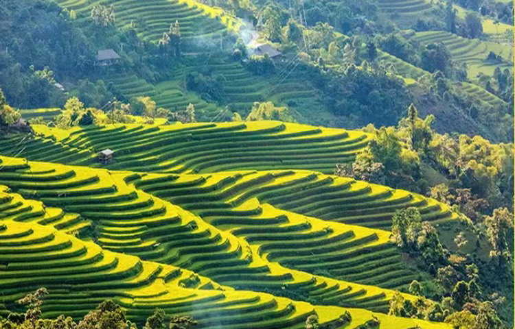 Ha_Giang_ hoangsuphi-field